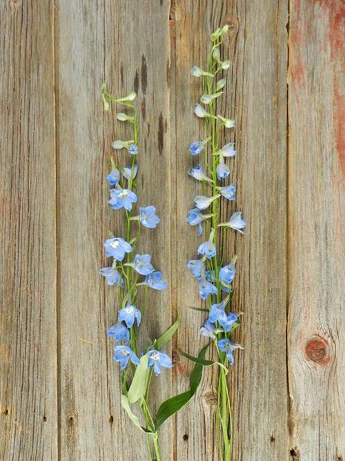 SKY WALTZ   LIGHT BLUE DELPHINIUM